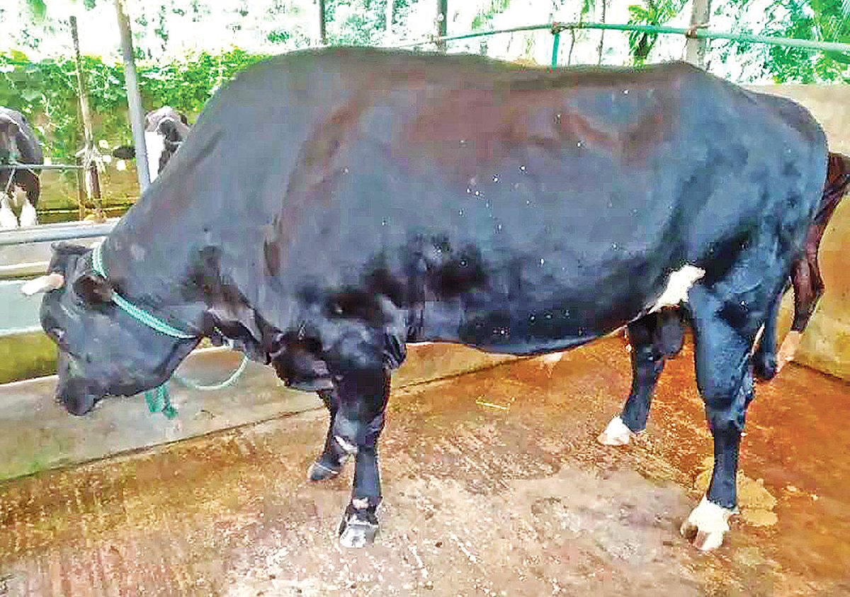 ৩৬ মন ওজনের গরু, যার দাম হাঁকানো হয়েছে ৫০ লাখ টাকা। ফেনীর সোনাগাজী উপজেলার মতিগঞ্জের রিয়াজ উদ্দিন চৌধুরীর খামারে। ছবি: প্রথম আলো