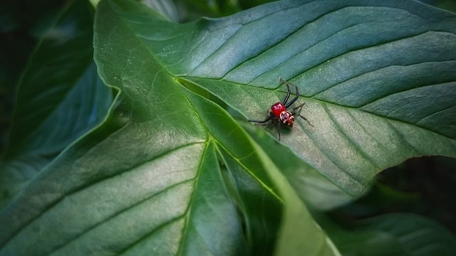 স্নিগ্ধ সবুজের বুকে সুন্দরী মাকড়সা। পশ্চিম গাড়াখোলা, মধুখালী, ফরিদপুর, ১ আগস্ট। ছবি: তানভীর তানিম