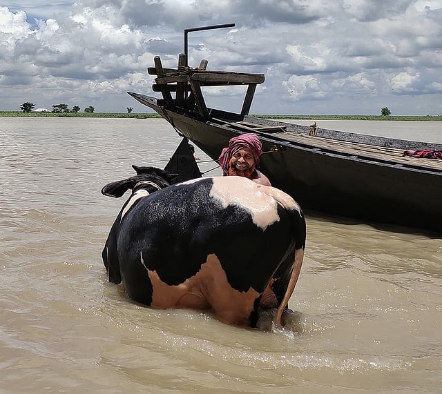 পরম যত্নে পদ্মার পানিতে গরু গোসল করাচ্ছেন। ভবানীগঞ্জ, খোকসা, কুষ্টিয়া, ৩১ জুলাই। ছবি: বিজয় কৃষ্ণ পাল