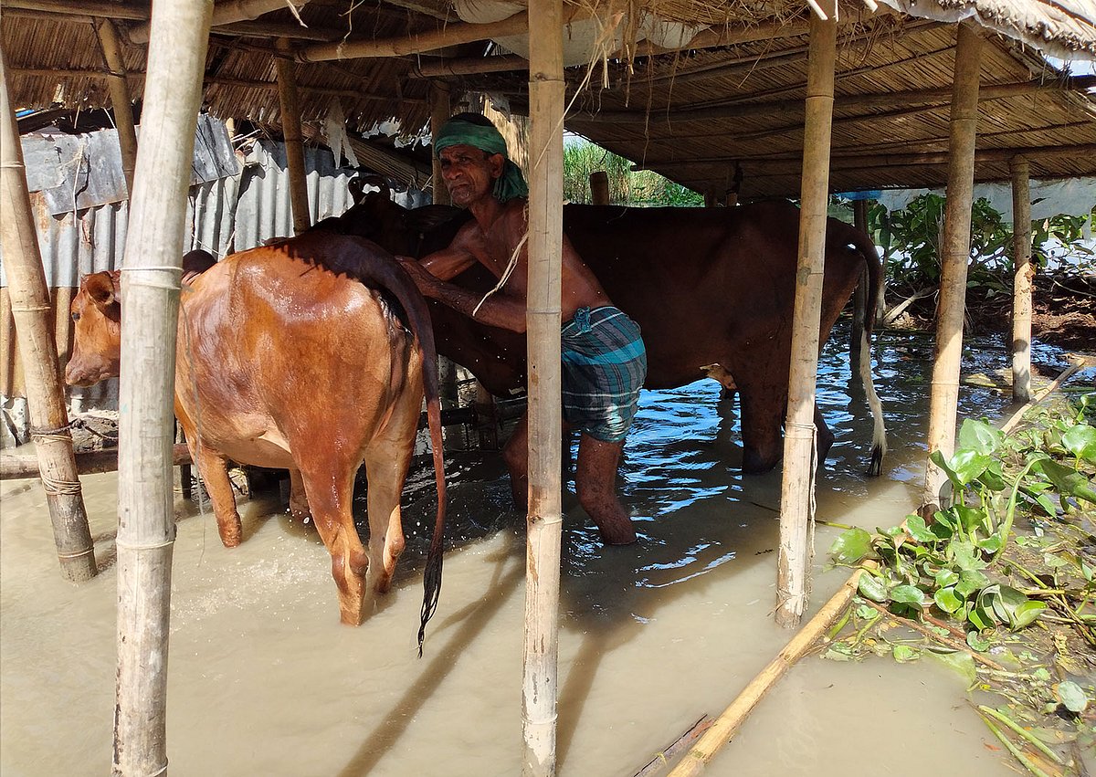 শরীয়তপুরের নড়িয়ার মোক্তারের চর এলাকার লোকমান হোসেনের ছেলে থাকেন সৌদি আরবে। করোনাভাইরাস পরিস্থিতিতে গত কয়েক মাস ধরে কোনো টাকা পাঠাতে পারেননি ছেলে। কৃষি ফসলের উপর নির্ভর করে চলছিল পরিবারটি। বন্যায় তাও তলিয়ে গেছে। গতকাল শনিবার দুপুরে তোলা ছবি। ছবি: প্রথম আলো