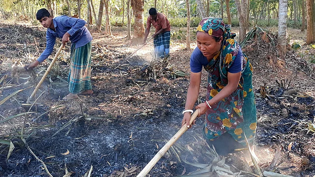 ময়মনসিংহের ফুলবাড়িয়ার কৃষ্ণপুর গ্রামে এভাবেই কোদাল হাতে হলুদ তোলার কাজ করছেন জীবনসংগ্রামী নারী আনন্দী বর্মণ। ছবি: লেখক