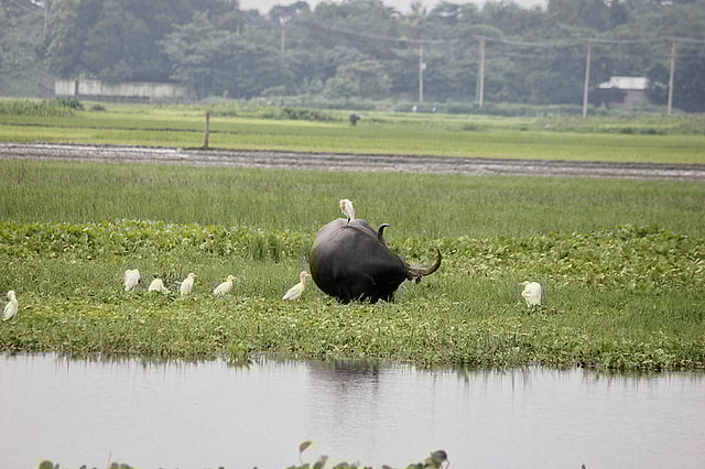 মহিষের পিঠে বসে থেকে খাবার সংগ্রহ করছে কয়েকটি বক। ছবিটি সিলেটে মৌলভীবাজার সড়কের আখড়া বাজার এলাকা থেকে রোববার তোলা। ছবি: অনির্বাণ সেনগুপ্ত