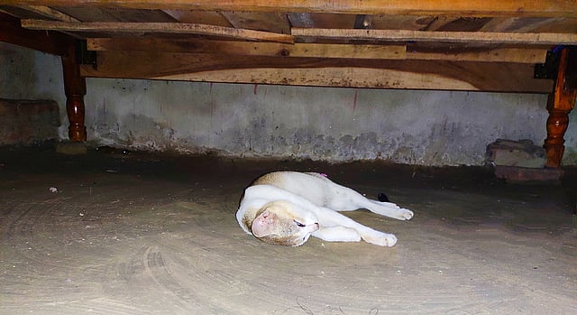 বাইরে প্রচণ্ড তাপ। প্রচণ্ড তাপে মানুষ যেমন বিপর্যস্ত, তেমনি এ নিরীহ বিড়ালটি বিপর্যস্ত। তাই তো ঘরের কোণে খাটের নিচে মাটিতে নিজ দেহ এলিয়ে দিয়েছে। যেন পরম শান্তির নিদ্রায় আচ্ছন্ন। খামারহাটি, পূর্বধলা, নেত্রকোনা, ২ আগস্ট। ছবি: পারভেজ আহমেদ ইমন