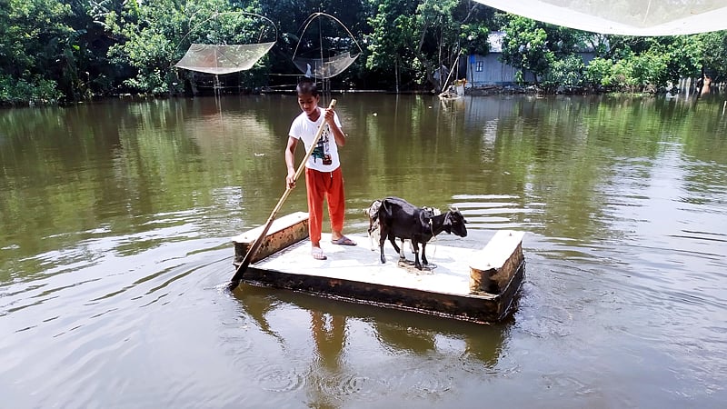 বন্যাদুর্গত এলাকায় মানুষের দুর্ভোগের সীমা নেই। এর মধ্যেই ছাগলকে ঘাস খাওয়াতে ভেলায় করে বের হয়েছে শিশু রাকিবুল হাসান। ছবিটি জামালপুর সদর উপজেলার ব্রহ্মপুত্র নদের শহর রক্ষা বাঁধের কাছ থেকে তোলা। ছবি: প্রথম আলো
