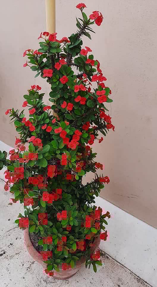 ছাদবাগানে কাঁটামুকুট। সৈয়দরোড, মোহাম্মদপুর, ঢাকা। ছবিটি সম্প্রতি তোলা। ছবি: মাজেদা খানম বীথি