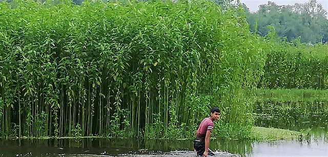 ধলসুন্দর, বাও, বিদ্যাসুন্দর, কেউত্রা, পাইধা, কাইটাবাও, কাজলা ইত্যাদি নামের স্থানীয় জাতের পাট ছিল আমাদের। ছবি: প্রথম আলো