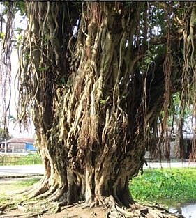 বটগাছ। ছবি: সংগৃহীত