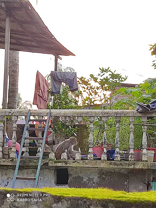 খাদ্যের সন্ধানে লোকালয়ে ঢুকে পড়ে বানরটি। আবাসিক এলাকা, টেকেরহাট, সিলেট, ৩ আগস্ট। ছবি: কাব্য সাহা