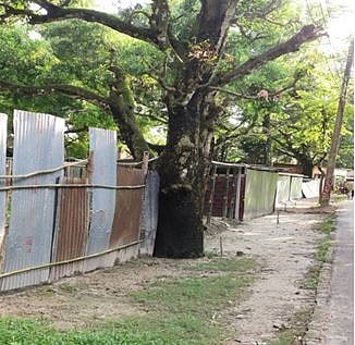 গাইবান্ধার পলাশবাড়ীর ভগবানপুরে আজিজার রহমান সরকারের স্মৃতিবিজড়িত বাড়ি। ছবি: সংগৃহীত