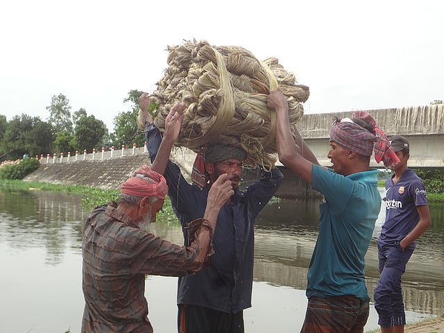 পাট বিদেশে রপ্তানি করে প্রচুর মুনাফা অর্জন করে বাংলাদেশ। মাঝে পাটের ব্যবহার কমলে আবার বেড়েছে পাটের কদর। বেড়েছে আবাদও। পাটের আঁশ ছাড়িয়ে শুকানোর জন্য নিয়ে যে যাচ্ছেন কৃষকেরা। গাড়াবাড়ি এলাকা, কামারখন্দ উপজেলা, সিরাজগঞ্জ, ৫ আগস্ট। ছবি: আব্দুল্লাহ আল মারুফ