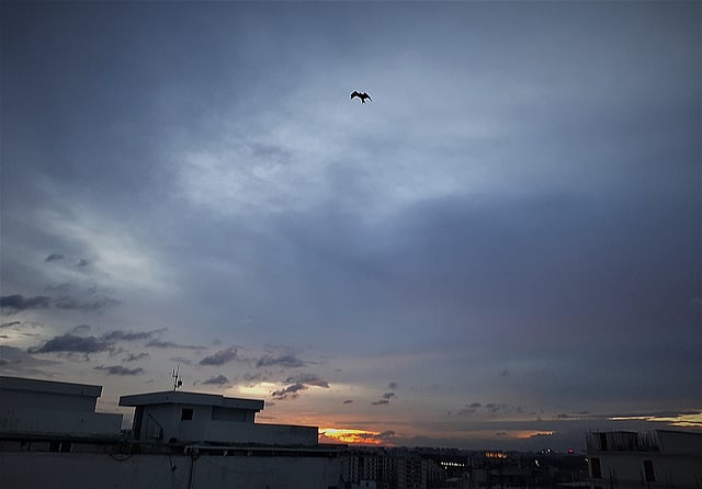 আকাশে উড়ছে পাখি।