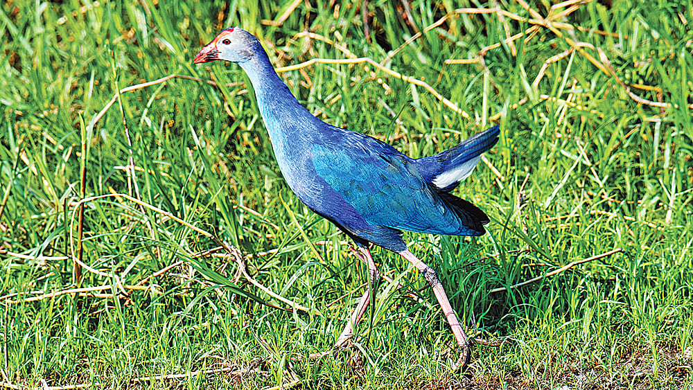 মাথা উঁচু করে দাপটের সঙ্গে হাঁটছে কালিম।  ছবি: সরওয়ার পাঠান