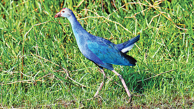 মাথা উঁচু করে দাপটের সঙ্গে হাঁটছে কালিম।  ছবি: সরওয়ার পাঠান