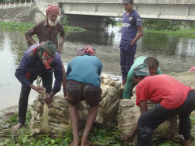 বেড়েছে পাটের আবাদ। পাটের আঁশ ছাড়িয়ে শুকানোর জন্য নিয়ে যে যাচ্ছেন কৃষকেরা। গাড়াবাড়ি এলাকা, কামারখন্দ উপজেলা, সিরাজগঞ্জ, ৫ আগস্ট। ছবি: আব্দুল্লাহ আল মারুফ