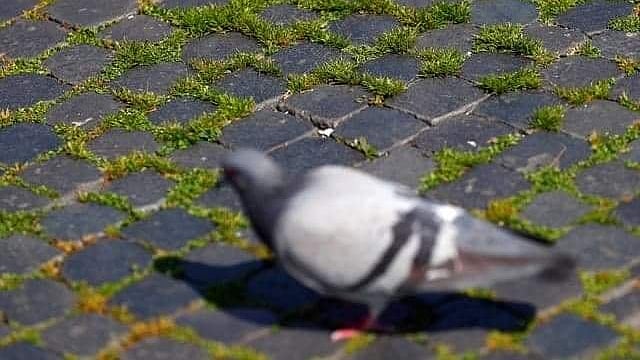 করোনাকালে বিশ্বব্যাপী লকডাউনের কারণে প্রাকৃতিক পরিবেশ অনেকটা সেরে উঠলেও তা বৈশ্বিক উষ্ণায়নের ওপর তেমন প্রভাব ফেলবে না। ছবি: রয়টার্স