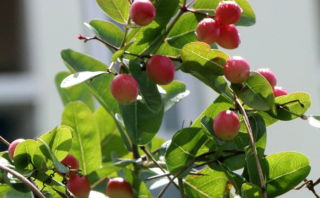 বৃষ্টিতে সতেজ টসটসে করমচা । সুত্রাপুর, বগুড়া, ৭ আগস্ট। ছবি: সোয়েল রানা