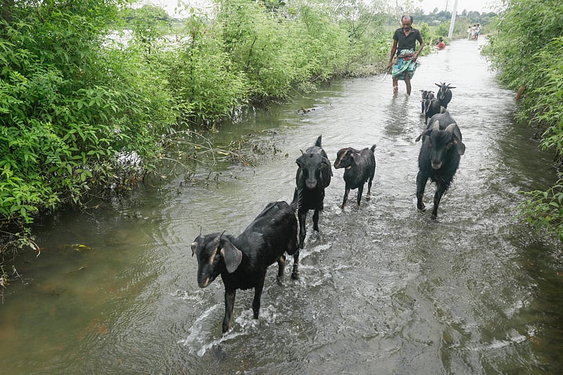 বন্যার পানিতে প্লাবিত হয়েছে ঢাকার আশপাশের নিম্নাঞ্চল। বিরুলিয়ার প্রধান সড়ক থেকে লোকালয়ে প্রবেশের সংযোগ সড়কের বেশ কিছু অংশ তলিয়ে গেছে। বিরুলিয়া, সাভার, ৯ আগস্ট। ছবি: আশরাফুল আলম