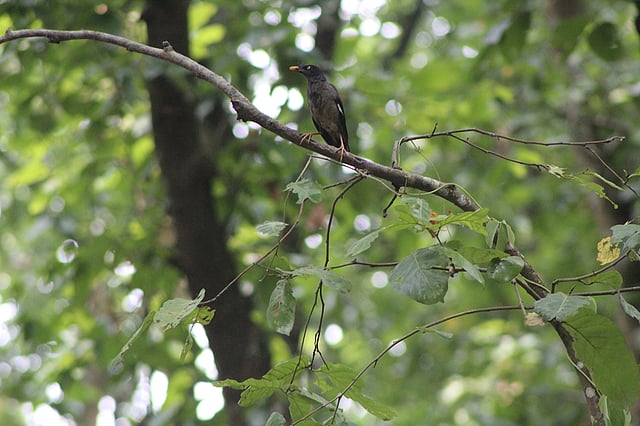সকাল সকাল ডাকে পাখি। ছবি: লেখক