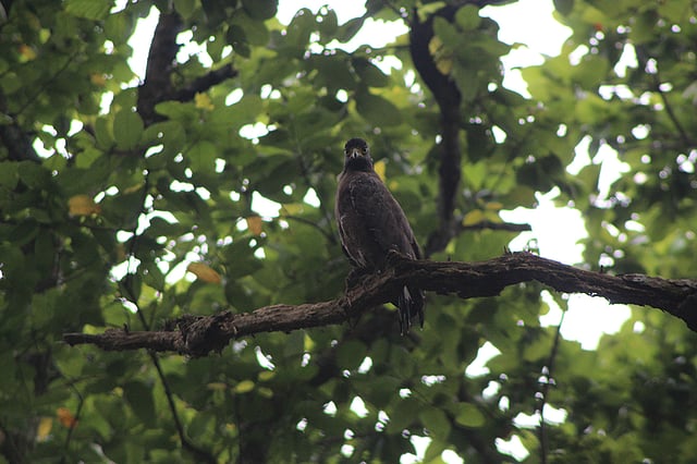 নাম না–জানা পাখি তাকিয়ে আছে ক্যামেরার দিকে। ছবি: লেখক