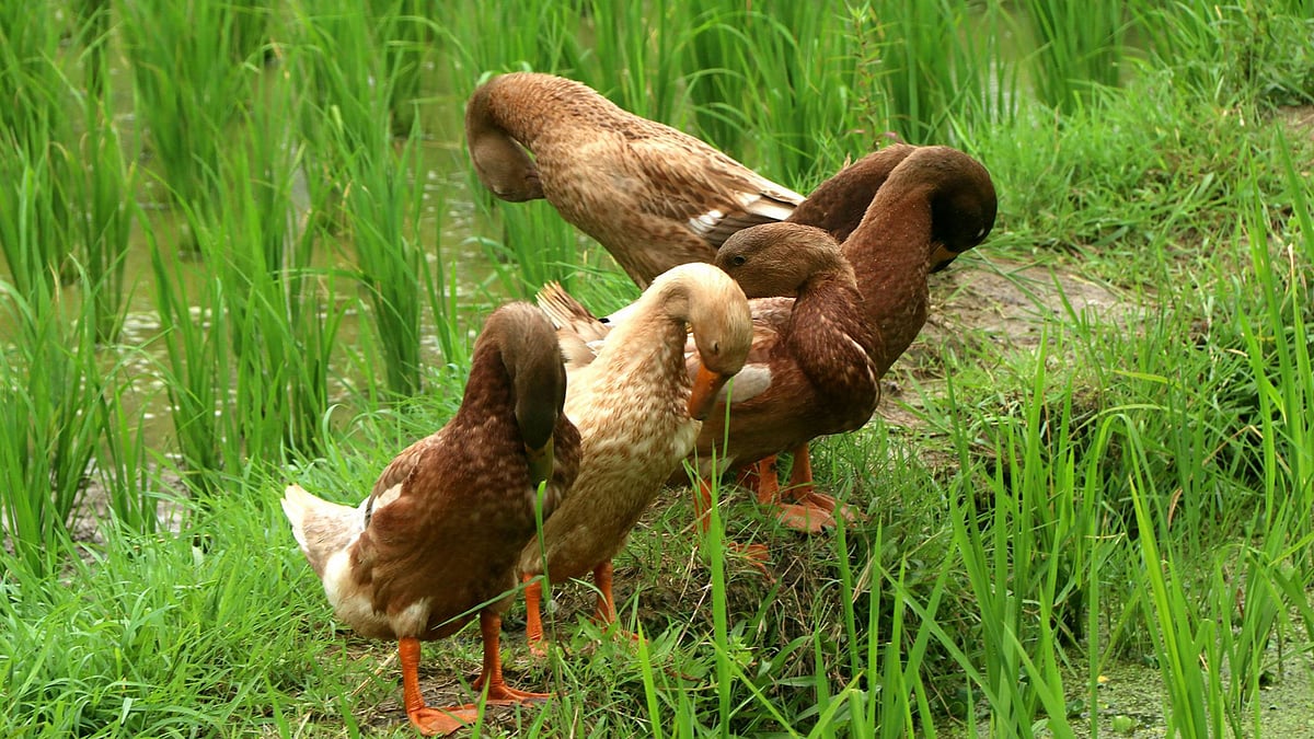 শরীরের পরিচর্যায় মগ্ন হাঁসগুলো। জামুন্না, শাজাহানপুর, বগুড়া, ৯ আগস্ট । ছবি: সোয়েল রানা