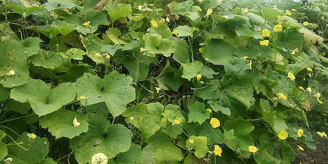 ঝিঙে ফুল! ঝিঙে ফুল। সবুজ পাতার দেশে ফিরোজিয়া ফিঙে-কুল–ঝিঙে ফুল। ঝিঙে ফুলের এই অপরূপ দৃশ্য দেখেই হয়তো কাজী নজরুল ইসলাম তাঁর বিখ্যাত ‘ঝিঙে ফুল’ কবিতাটি লিখেছিলেন। সবজি–বাগান, শ্রুতিধর, কালীগঞ্জ, লালমনিরহাট, ১০ আগস্ট। ছবি: সাহেদুজ্জামান সাকিব