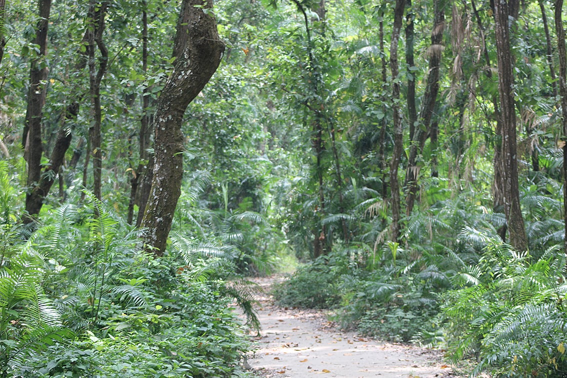 শালবনের ভেতরের দৃশ্য। ছবি: লেখক