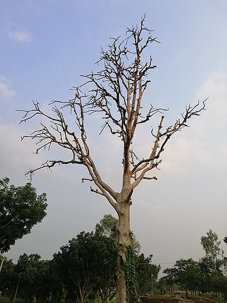 প্রতিকূল পরিবেশে বেঁচে থাকাটাই আসল, যেখানে সৌন্দর্য আর বিলাসিতার থেকে প্রয়োজনটাই দুষ্প্রাপ্য। মহাস্থানগড়, বগুড়া, ৯ আগস্ট। ছবি: সৈকত মোহাম্মাদ