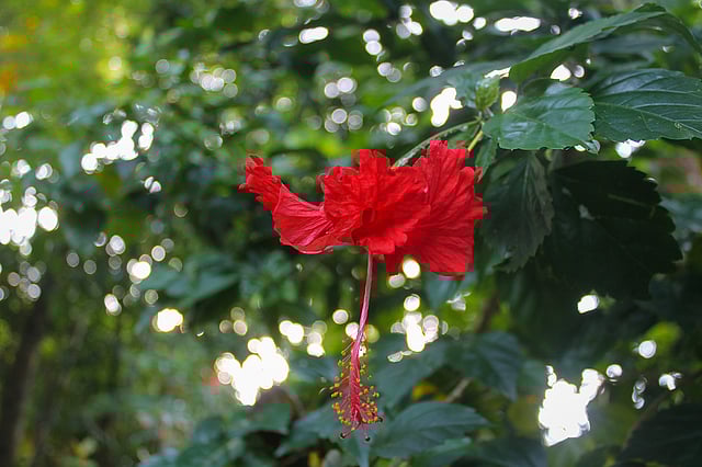জবা ফুল। মুন্সিবাজার এলাকা, রাজনগর উপজেলা, মৌলভীবাজার, ৯ আগস্ট। ছবি: কামরান আহমদ
