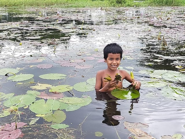 খেতে সাদা-নীল শাপলা। শাপলার সঙ্গে আছে ভেট (শাপলা ফল, কুমিল্লার ভাষায় একে ভেট বলা হয়)। ভেট সংগ্রহে ব্যস্ত এক দুরন্ত কিশোর! পদুয়া বিল, মুগসাইর, দেবিদ্বার, কুমিল্লা, ১২ আগস্ট। ছবি: মোহাম্মদ শরীফ