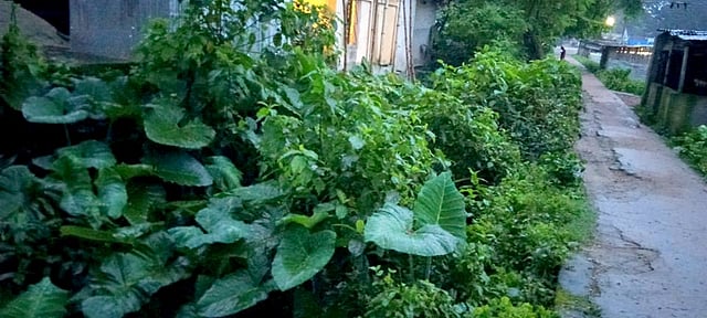 ছবি দেখে বোঝার উপায় নেই এটি একটি খাল। প্রথম দেখলে যে কেউ খালটিকে আবর্জনার ভাগাড় বলেই মনে করবেন। খালটি ঝিনাইদহের কালীগঞ্জ উপজেলা শহরের প্রামাণিক পাড়া, বলিদাপাড়ার পাশ দিয়ে চিত্রা নদীতে গিয়ে মিশেছে। স্থানীয় ব্যক্তিরা বলছেন, খালটি দীর্ঘদিন সংস্কার ও পরিষ্কার না করায় ময়লা-আবর্জনা জমে তার ওপর গাছ ও ঘাস বেড়ে উঠেছে। আর দীর্ঘদিন পরিষ্কার না করায় দুর্গন্ধ ও মশার উপদ্রবে অতিষ্ঠ তাদের জীবন। দ্রুত সংস্কারের দাবি এলাকাবাসীর। ১২ আগস্ট। ছবি: আসিফ আল আজাদ