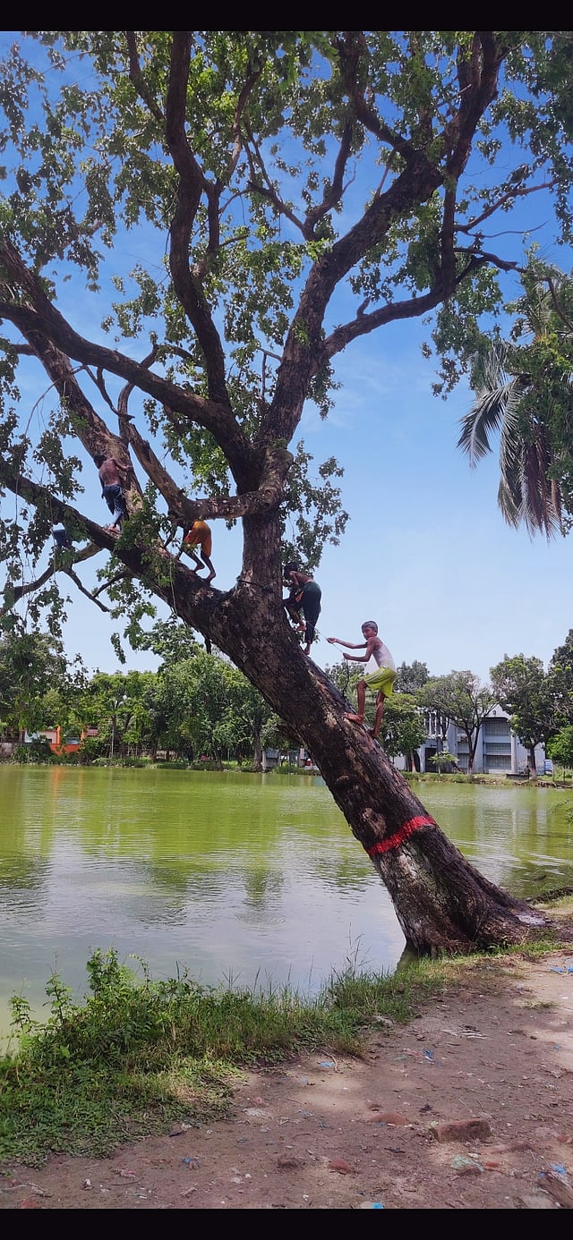 করোনায় বদ্ধ জীবন। বন্ধ স্কুল, বন্ধ খেলার মাঠ। এ ফাঁকে এই শিশুরা গাছের মগডালে উঠে পুকুরে লাফিয়ে পড়ে মেতে ওঠে উল্লাসে। দূরন্ত শৈশবের স্মৃতিজাগানিয়া দৃশ্যটি কুষ্টিয়া সরকারি কলেজের পুকুর থেকে মঙ্গলবার তোলা। ছবি: নশিন ইয়োশী