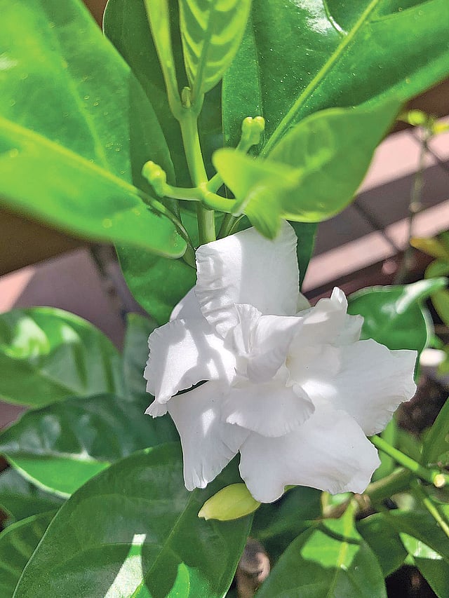 বাংলাদেশ থেকে আনা চারায় আমেরিকার মাটিতে প্রস্ফুটিত টগর