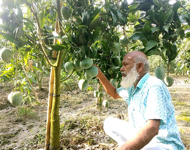 নতুন নাবি জাতের আম। ছবিটি চাঁপাইনবাবগঞ্জের নাচোল উপজেলার শানপুর গ্রামের আমচাষি মজিবুর রহমানের আমবাগান থেকে তোলা। ছবি: প্রথম আলো