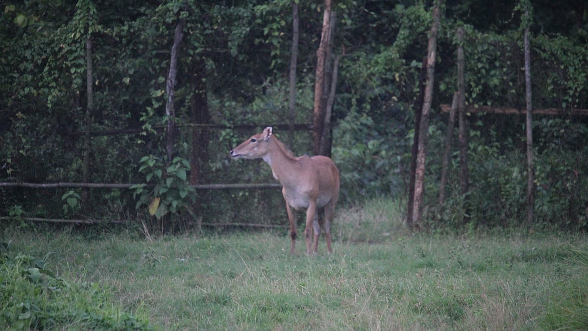 ফাইল ছবি