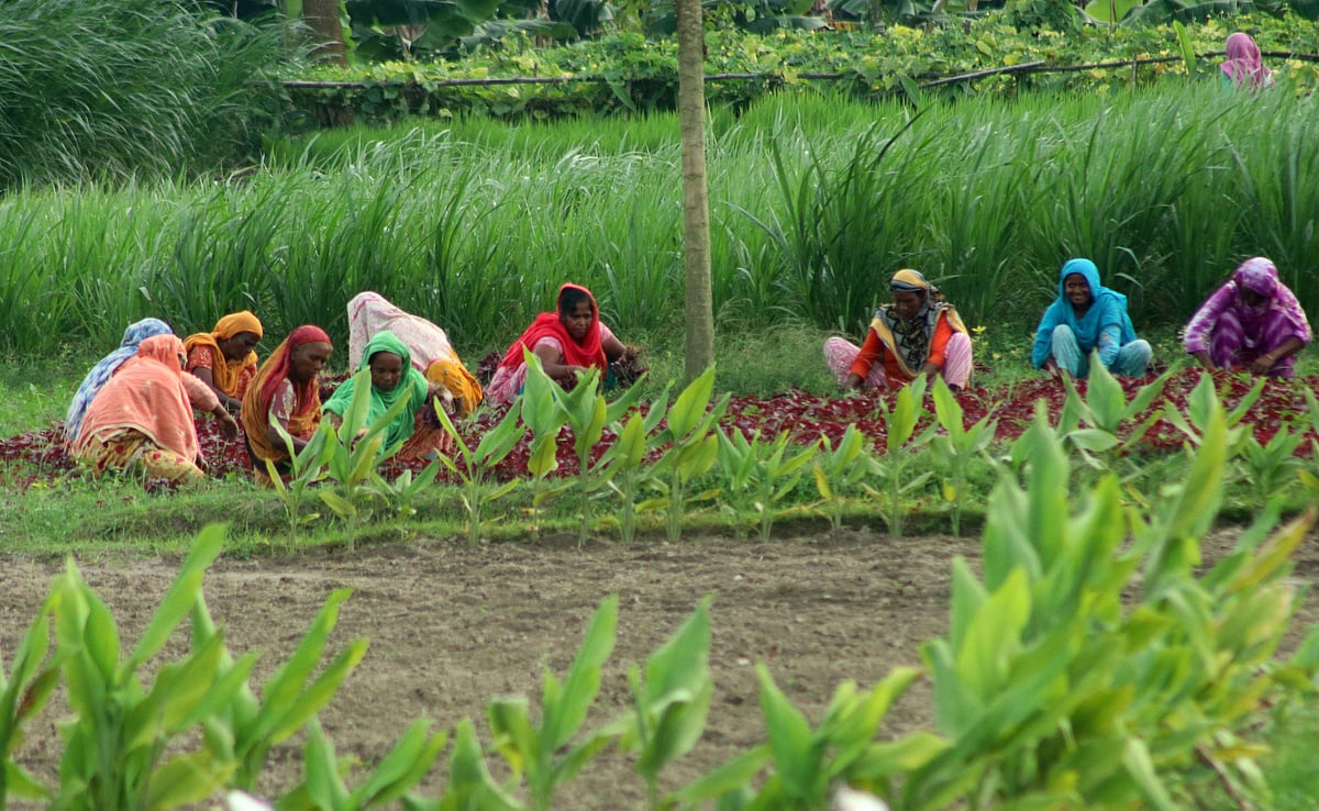 কৃষিতে নারী: একটি দৃশ্যমান বিপ্লব ও আগামীর চ্যালেঞ্জ