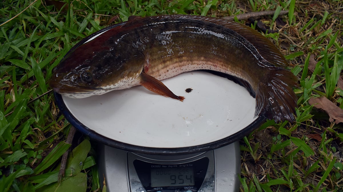 ছবি: প্রথম আলো