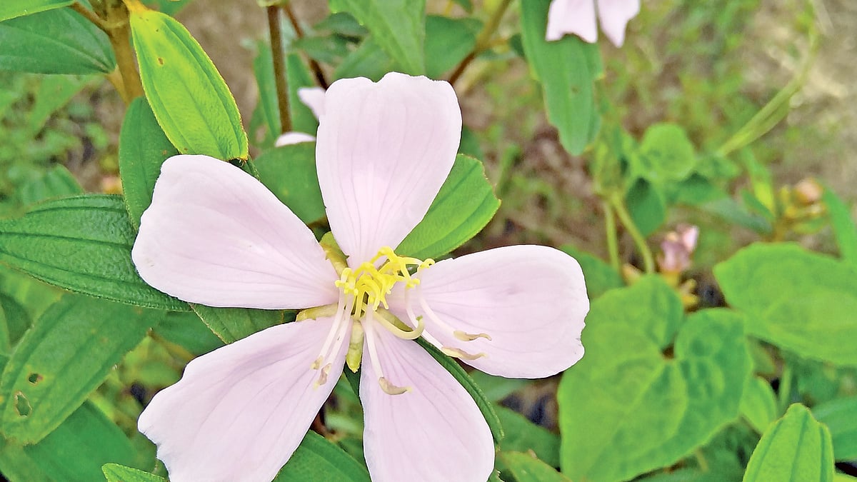 ছবি: জসিমউদ্দিন