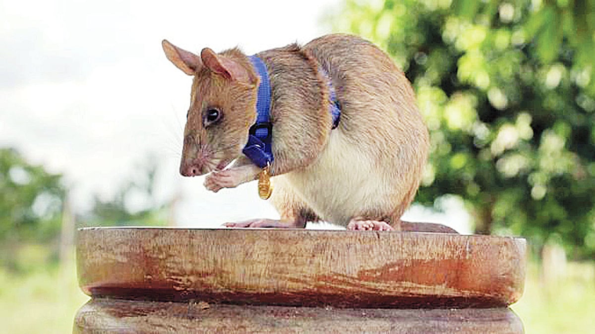 বিবিসির সৌজন্যে 