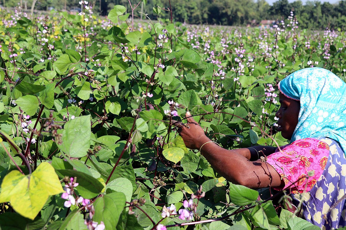 প্রথম আলো ফাইল ছবি
