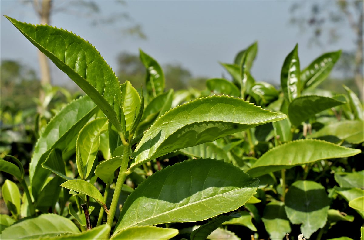 ফাইল ছবি 