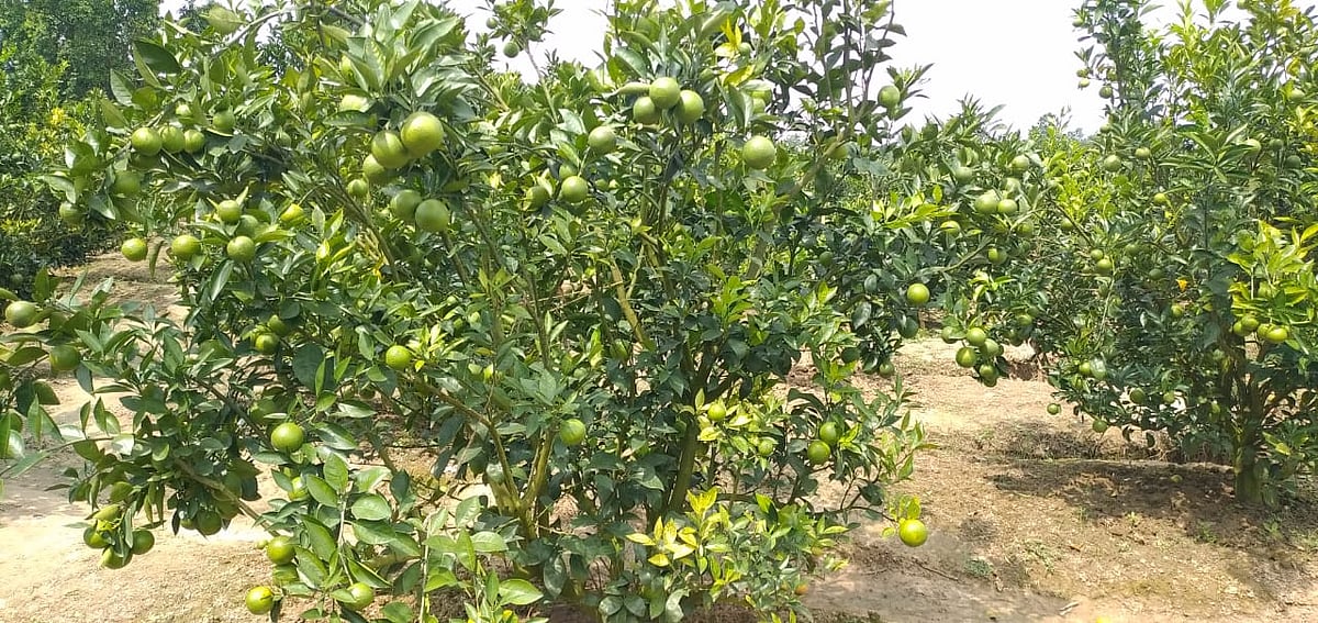 ছবি: প্রথম আলো   