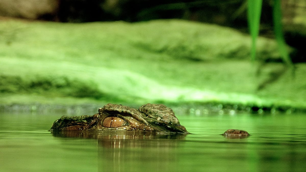 পেক্সেলস
