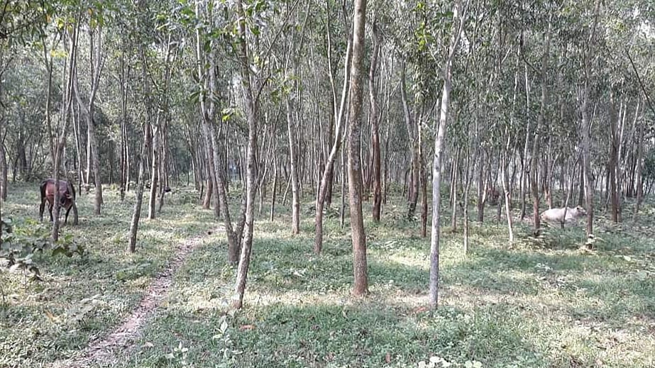 সংগৃহীত