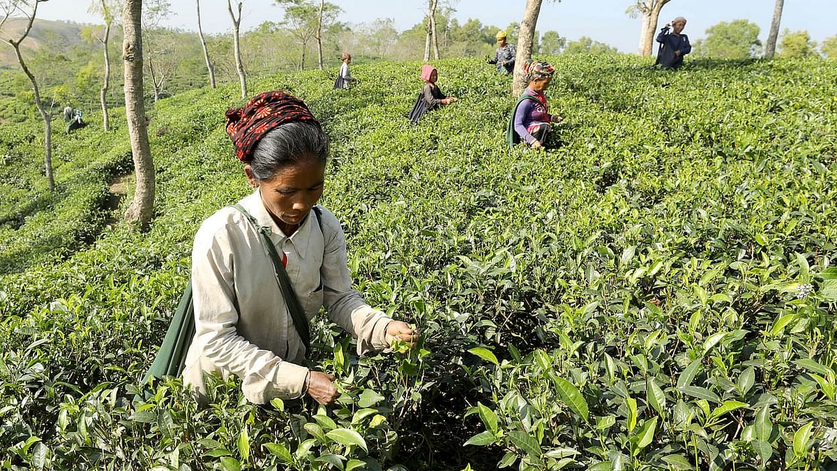 প্রথম আলো ফাইল ছবি