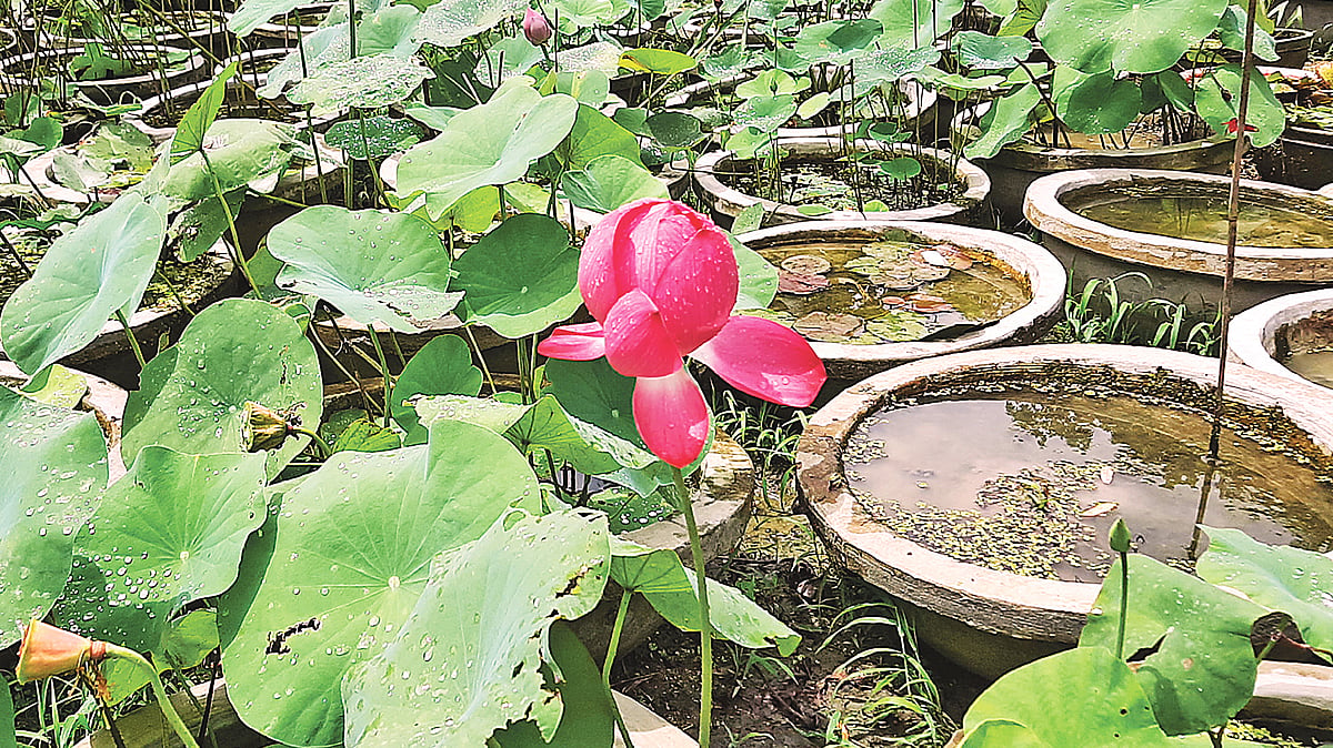 ছবি: প্রথম আলো