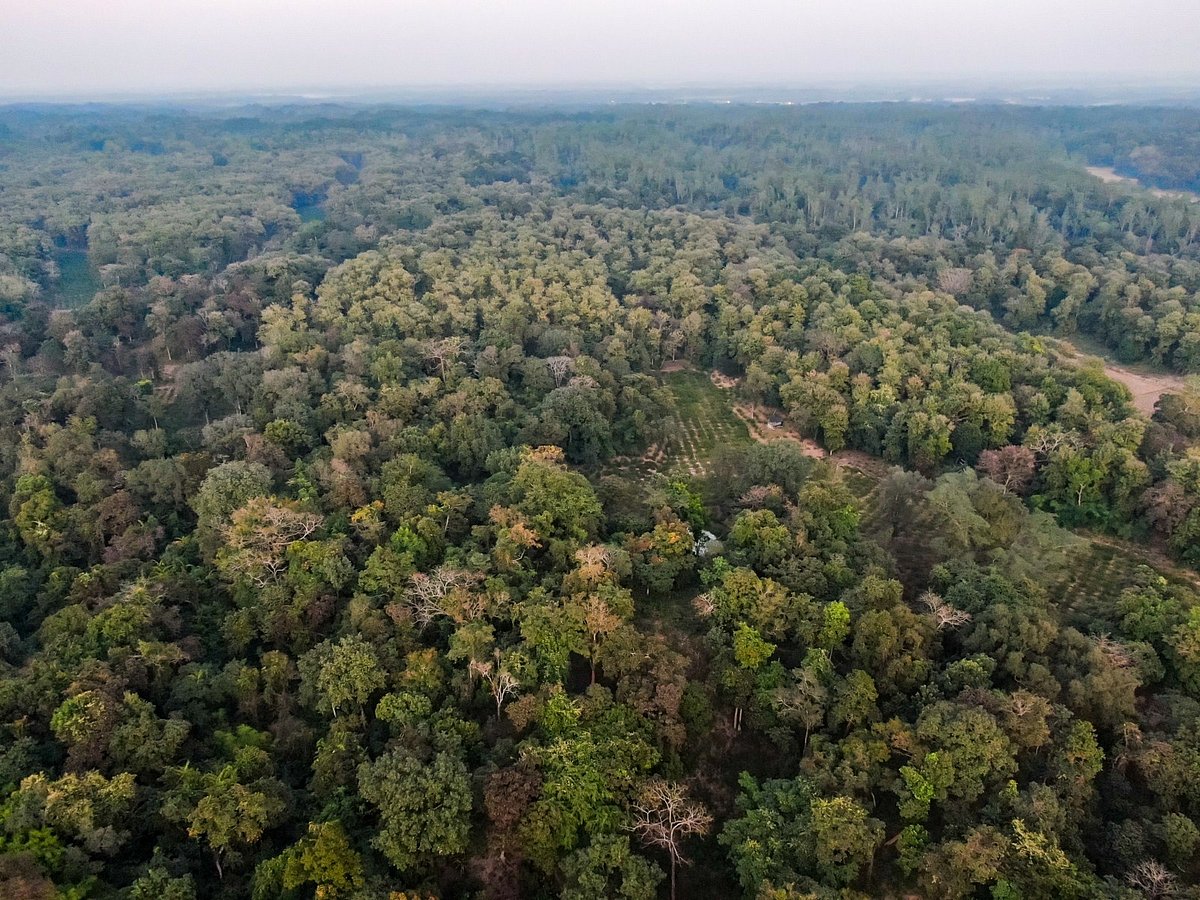 গুলি ছুড়ে প্রহরীদের ভয় দেখিয়ে বনের গাছ কেটে নিল দুর্বৃত্তরা