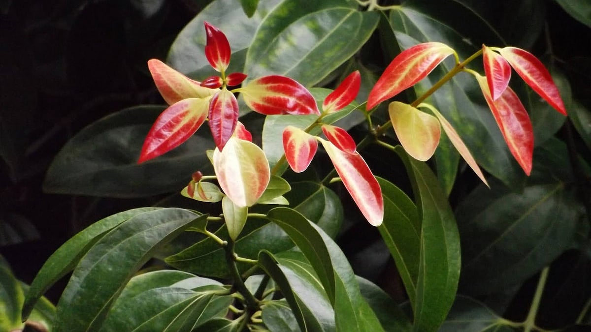 পিক্সাবে