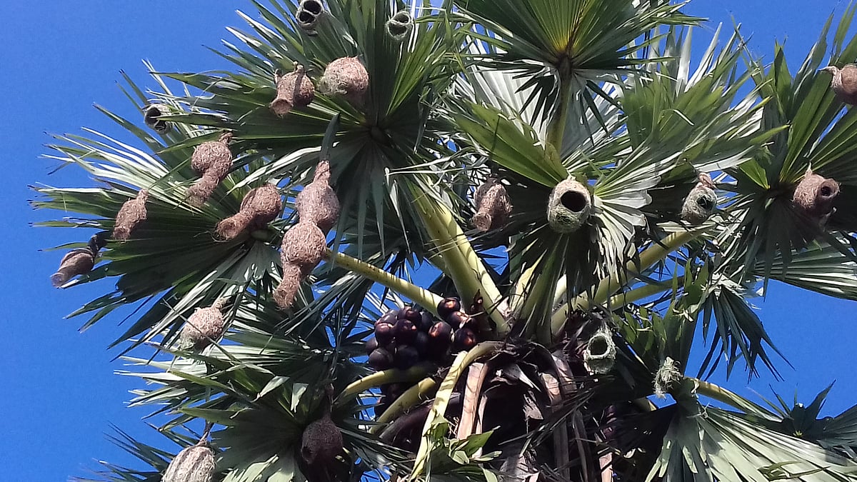 ফাইল ছবি