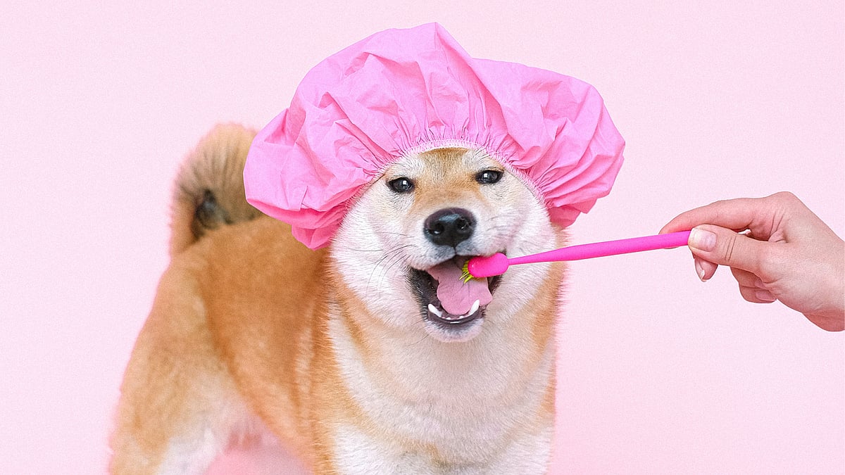 পেক্সেলস