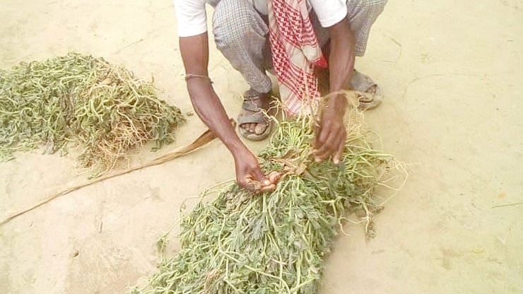 ছবি: প্রথম আলো